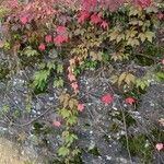 Parthenocissus quinquefolia Агульны выгляд