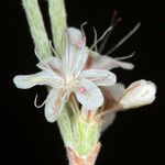 Eriogonum wrightii Flower