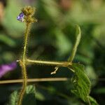 Calopogonium mucunoides Кветка