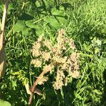 Angelica atropurpurea Цвят