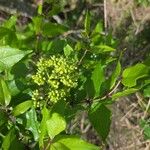 Zanthoxylum clava-herculis Hoja