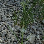 Poa alpina Flower