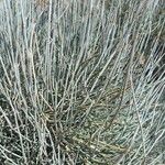 Ephedra intermedia Blad