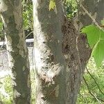 Platanus occidentalis Bark