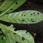 Duroia longiflora Blatt