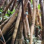 Pandanus urophyllus Habit