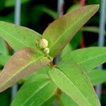 Hypericum patulum ഇല