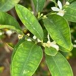 Citrus × aurantiifolia 葉