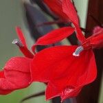 Lobelia cardinalis Fleur