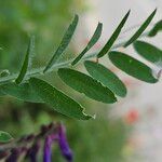 Vicia cracca Leaf