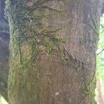 Acer × coriaceum Écorce