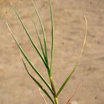 Aeluropus littoralis Feuille