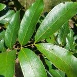 Xylia xylocarpa Leaf