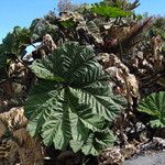 Gunnera insignis Leaf