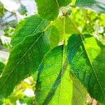 Handroanthus heptaphyllus ഇല