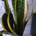 Dracaena stuckyiLeaf