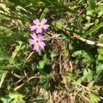 Primula laurentiana പുഷ്പം