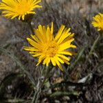 Pentanema montanum (L.) D.Gut.Larr., Santos-Vicente, Anderb.Other