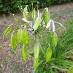 Agapanthus africanus Fruit