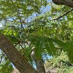 Albizia julibrissinFulla