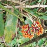 Leea guineensis Fruit