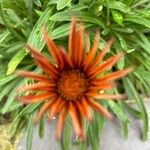 Gazania linearis Lorea