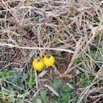 Solanum dimidiatum Fruit