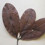 Zanthoxylum pentandrum Máis