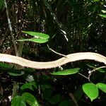 Schnella guianensis Leaf