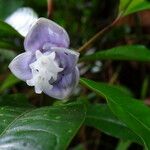Psychotria urbaniana Flower
