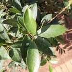 Ilex mitis Lapas