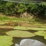 Victoria amazonica Habitat