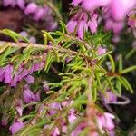 Erica carnea 叶