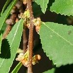Ulmus parvifolia Blüte