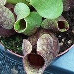 Sarracenia purpurea 葉