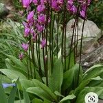 Dodecatheon meadia Blatt