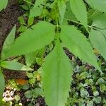 Bidens frondosa Leaf