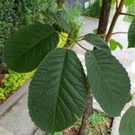 Handroanthus ochraceus Leaf