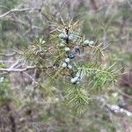 Juniperus communis Frucht