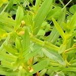 Gratiola officinalis Fuelha