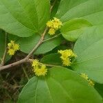 Sarcomphalus joazeiro Flower