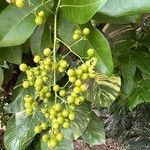Ehretia tinifolia Fruto
