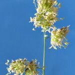 Dactylis glomerata Virág