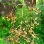 Holodiscus discolor Leaf