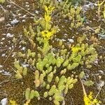 Sedum sexangulare Квітка