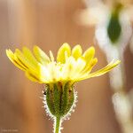 Madia elegans Flower