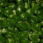 Hydrocotyle ranunculoides 整株植物