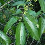 Grewia guazumifolia