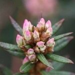 Rhododendron pubescens Flor