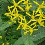 Senecio ovatus Flower